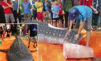 Cá nhám voi bị người dân Sầm Sơn (Thanh Hóa) mổ thịt, bày bán công khai lan truyền trên mạng xã hội Facebook chiều 5/5