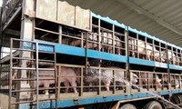 Tuyên Quang tạm đình chỉ công tác với 2 cán bộ thú y do không kiểm dịch "trên ngọn" mà không phải từ nơi xuất bán, để chủ hàng lợi dụng để vận chuyển lợn có dịch bệnh đi nơi khác tiêu thụ.