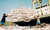 Trong khi kim ngạch xuất khẩu nhiều mặt hàng nông lâm thủy sản giảm sút, xuất khẩu gạo trở thành điểm sáng, tăng mạnh khối lượng và giá trị xuất khẩu.