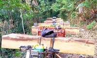 Một vụ phá rừng ở Kon Tum