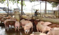 Dịch tả lợn châu Phi có nguy cơ tái phát, lây lan trên diện rộng ở nhiều địa phương.