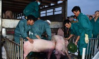 Chỉ hơn 2 tháng qua, Việt Nam đã nhập khẩu gần 100 nghìn con lợn sống từ Thái Lan về giết mổ