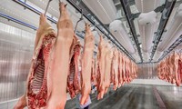 Cục Chăn nuôi cho biết, theo ước tính, tổng sản lượng thịt lợn hơi cả năm 2020 có thể đạt 3,46 triệu tấn, tăng gần 4% so với năm 2019.
