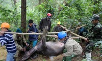 Ban chỉ đạo Trung ương về Phòng chống thiên tai đề nghị Thừa Thiên-Huế tổ chức đoàn công tác đốc thúc công tác phòng chống rét cho vật nuôi, cây trồng ở huyện A Lưới.