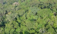 Chiếc trực thăng quân sự của Venezuela mất tích trong rừng rậm Amazon