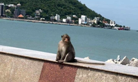 Ngày thứ 3 giãn cách ở Vũng Tàu, khỉ tràn xuống đường tìm thức ăn