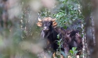 Phát hiện bò tót nặng 700kg chết ở Khu bảo tồn thiên nhiên Đồng Nai
