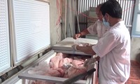 Hàng chục tấn thịt nhiễm dịch tả lợn châu Phi được làm giò chả