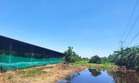 Hàng trăm cơ sở chăn nuôi ở Đồng Nai chưa có thủ tục môi trường