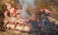 Đồng Nai phát hiện ở cơ sở thu gom gần 100 con lợn bị dịch tả châu Phi