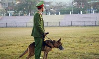 Công an tỉnh Điện Biên huy động nhiều chó nghiệp vụ tuần tra, rà soát an ninh, bảo vệ phiên tòa.