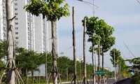 Hàng loạt cây xanh chết khô trên đường &apos;nghìn tỷ&apos; ở Hà Nội