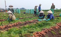 Hải Dương đề nghị các địa phương hỗ trợ tiêu thụ nông sản cho người dân