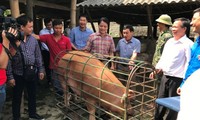LienVietPostBank tiếp tục hành trình “giải cứu đàn lợn” ở Tây Bắc 