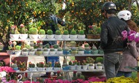 Đà Nẵng: Mai, quất vắng người mua, hoa rẻ tiền hút khách