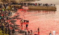 Cận cảnh cuộc đi săn cá voi đẫm máu ở quần đảo Faroe