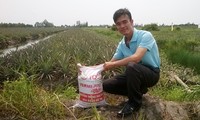 Nguyễn Văn Sang đang phát triển mạnh mô hình nuôi trùn quế ở Củ Chi.