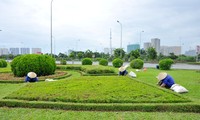 Nhóm công nhân đang làm cỏ, chăm sóc cây tại các vườn hoa trên dải phân cách đường Đại lộ Thăng Long. 
