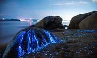 Tôm biển phát quang sáng rực bờ biển Nhật