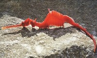 Mẫu vật cá rồng biển màu hồng ngọc trôi dạt vào vào vùng bờ biển Point Culver, gần quần đảo Recherche ở phía tây Australia. Ảnh: National Geographic.