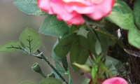 Sở Văn hóa yêu cầu bỏ hoa giả tại lễ hội hoa hồng
