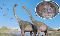 Các nhà khoa học đã tìm thấy 50 dấu chân rất lớn của loài sauropod và theropods.