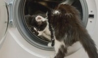 Bị kẹt trong máy giặt 30 phút, mèo con sống sót kỳ diệu