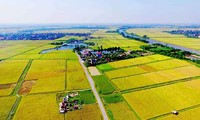 Thí điểm cho phép chuyển mục đích sử dụng đất trồng lúa quy mô dưới 500 ha