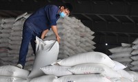 Đối thủ &apos;trượt dốc&apos;, giá gạo Việt xuất khẩu neo cao, đắt nhất thế giới