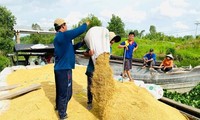 Giá gạo tăng từng ngày, Bộ Công Thương có động thái mới 