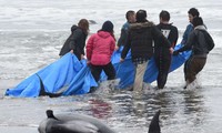 Người dân địa phương nỗ lực khiêng cá voi trở lại biển.