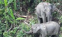 Phát hiện đàn voi quý hiếm tại Quảng Nam