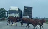Trâu bò nghênh ngang &apos;phong tỏa&apos; quốc lộ ở Hà Tĩnh