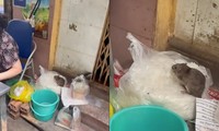 Bản tin 8H: Thông tin mới nhất vụ chuột ‘chễm chệ‘ trên túi bún tại Hà Nội