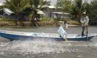 Nuôi cá tra tại Vĩnh Long. ảnh: Cảnh Kỳ
