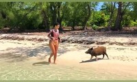 Diện bikini nóng bỏng tắm biển, Kim Kardashian bị đàn lợn ‘tấn công’