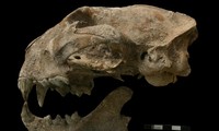 Hộp sọ của báo sư tử được tìm thấy trong mộ cổ Maya. 