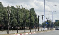 TP.HCM đốn hạ, di dời hơn 1.000 cây xanh trên đường Mai Chí Thọ