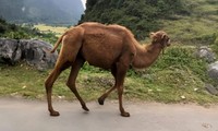 Bản tin 8H: Tin mới về 2 con lạc đà đi lạc ở Cao Bằng