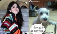Chú chó trong bức ảnh Han So Hee đá xéo Hyeri bất ngờ nổi tiếng