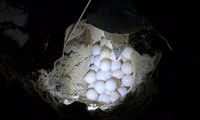 Rùa xanh nặng gần 100kg từ Malaysia đến Côn Đảo đẻ 108 trứng