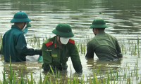 Đoàn viên thanh niên công an lội nước gặt lúa giúp người dân vùng lụt Hà Nội