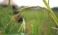Lúa ma xâm chiếm ruộng đồng, nhiều thửa ruộng ở Hà Nam bị bỏ hoang