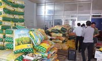 Tràn lan thóc giống giả tại miền Tây