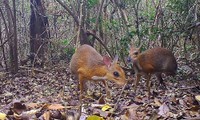 Cheo cheo quý xuất hiện ở Việt Nam sau 30 năm