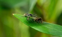 Nhện đực liều mạng giao phối với bạn tình