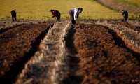 Nông dân Triều Tiên làm việc trên cánh đồng ở tỉnh Hwanghae vào tháng 9/2011. (Ảnh: Reuters)