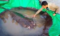 Con cá đuối nặng khoảng 300kg. (Ảnh: AP)