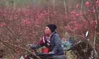 Vì sao lịch nghỉ Tết không cố định, phải lấy ý kiến nhiều nơi?