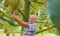 Hình ảnh nông dân Bà Rịa - Vũng Tàu tất bật thu hoạch sầu riêng xuất khẩu đi Trung Quốc